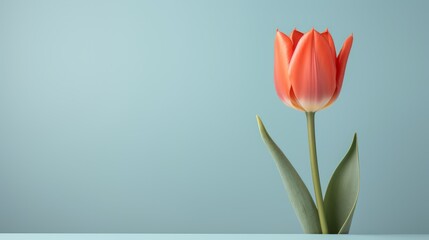A red tulip on a blue background and a copy space