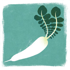 春の七草スズシロのイラスト