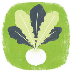 春の七草スズナのイラスト