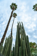 Photo of different types of plants from the Majorelle Garden in the city of Marrakech. Cloudy day.