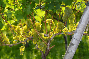Grüne Weintrauben am Rebstock kurz vor der Weinlese in einem Weinberg nahe Stuttgart, Deutschland