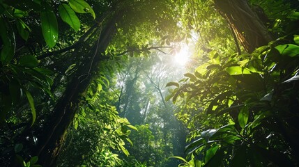 Lush rainforest canopy texture with dense green leaves and sunlight filtering through.