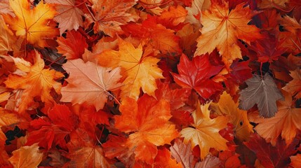Naklejka na ściany i meble Crisp autumn foliage texture with a mosaic of red, orange, and yellow leaves.