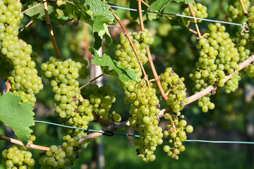 Grüne Weintrauben am Rebstock kurz vor der Weinlese in einem Weinberg nahe Stuttgart, Deutschland