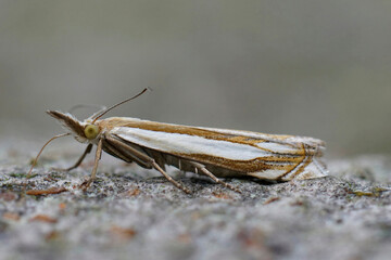 Closeup on the Common European Grass-veneer, Crambus pascuella sitting on wood