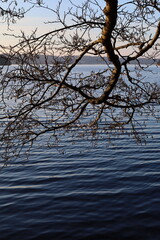 Fototapeta na wymiar Tree branches over the water