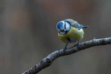 Eurasian Blue Tit (Cyanistes caeruleus) on a branch in a dark forest of Noord Brabant in the...