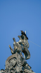 しゃちほこの上のカラス