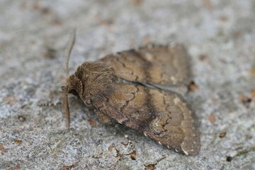 Closeup of the brown rustic, Charanyca ferruginea sitting on a piece of wood in the garden