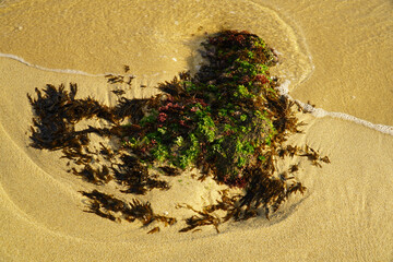 seaweeds grown by the sea