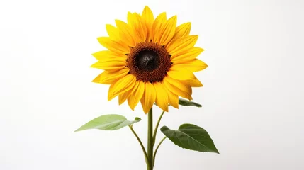 Rolgordijnen Sunflower isolated on white background © tydeline