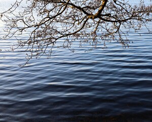 Fototapeta na wymiar Tree branches over the water
