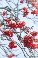 ash berry covered in snow background winter mood photo 4k rowan berries under the snow