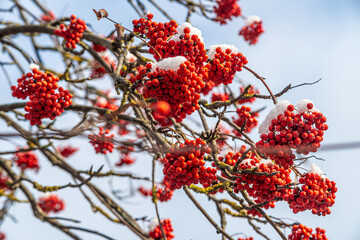 ash berry covered in snow background winter mood photo 4k rowan berries under the snow