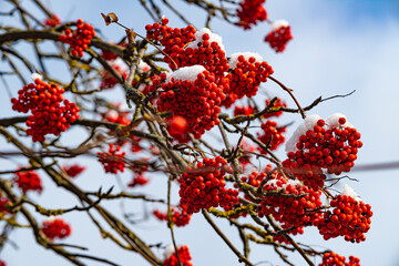 ash berry covered in snow background winter mood photo 4k rowan berries under the snow