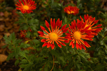 Fleurs oranges en gros plan 