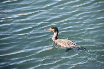 Cormorano