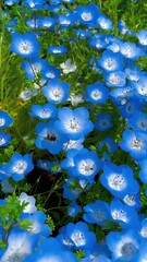 Delicate baby blue eyes flower in full bloom, revealing its intricate petals and vibrant center.**...