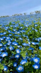 Baby blue eyes flowers in a bouquet, creating a colorful and cheerful display with blue sky.  This timeless image is perfect for illustrating articles about floral design, home decoration, or gift ide