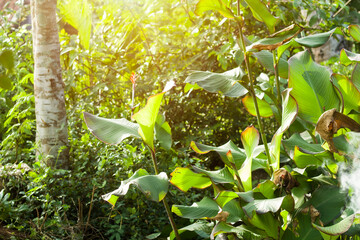 properties of medicinal plants or Canna indica or Buthsarana growing wild in the garden, tropical grass nature wallpaper