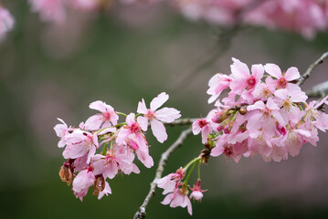 Beautiful Fuji Mame Sakura Cherry Blossom blooming in Taiwan.