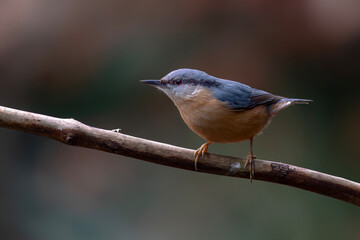 Eurasian Nuthatch (Sitta europaea) on a branch in the forest of Noord Brabant in the Netherlands. Autumn background.                                                     