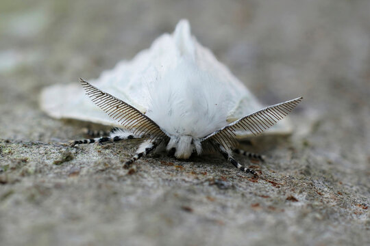 Facial closeup on the European white satin moth Leucoma salicis sitting on wood