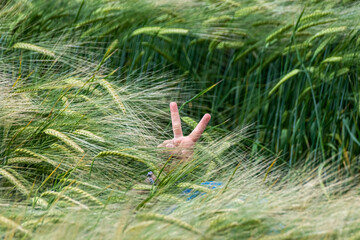 Child hand signing the peace sign in a field of wheat grain