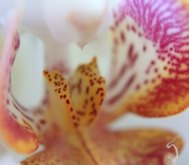 Delicate white lilac orchid flower