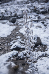 water flowing in the snow