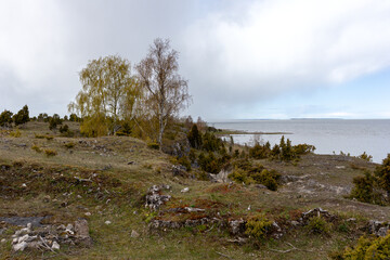 A place of birches and junipers on the coast of sea dunes