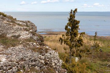 Fototapeta na wymiar A juniper tree by the sea on a rocky and mossy shore