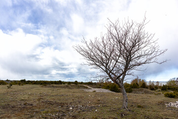 A tree without leaves on a background of small juniper trees with a gravel path