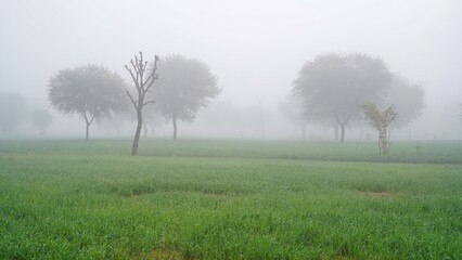Silhouettes and green grass in empty park during thick fog. Foggy morning in the field near the...
