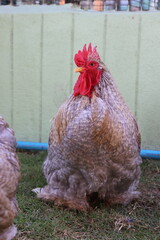 Portrait mini Cochin chicken in Pet Cafe.