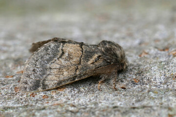 Closeup on the Dusky Marbled Brown, Gluphisia crenata sitting on wood