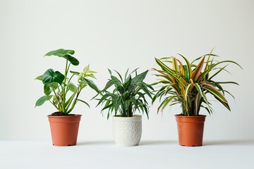 Fototapeta premium 観葉植物の背景素材05