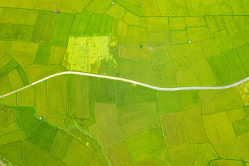 Aerial view natural of the green and yellow rice field, of agriculture in rice fields for cultivation in Nan Province, Thailand.