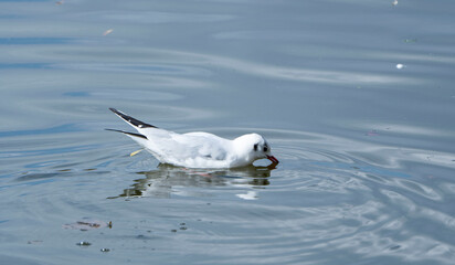 black headed gull