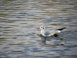 seagull on the water