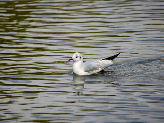 seagull on the water