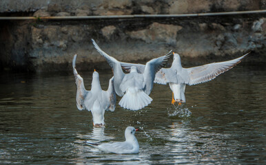 seagull on the water