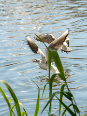 seagull on the water