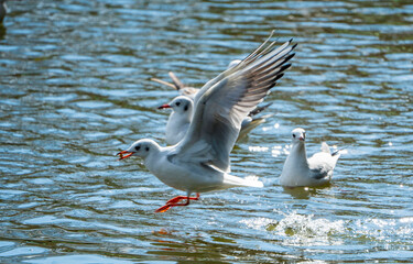seagulls on the water