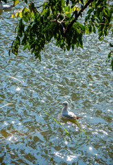 seagull in the pond
