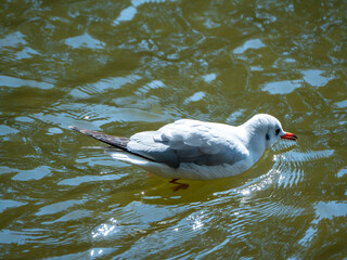 seagull in the pond
