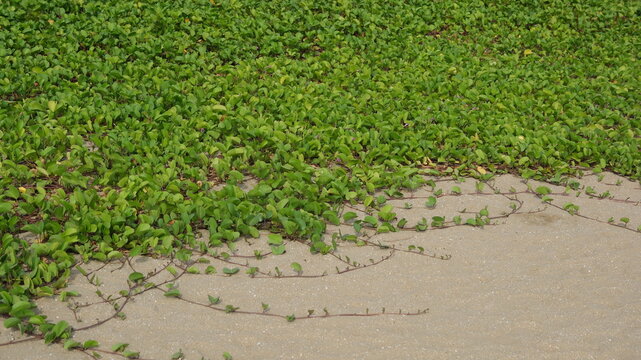 Ziegenfuss-Prunkwinde Kriechpflanze auf Meersand an tropischem Sandstrand