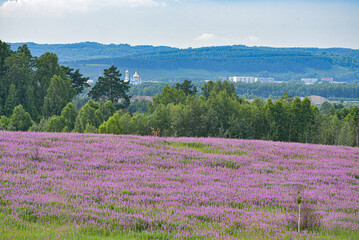 Obraz premium Field of pink flowers. Herb 