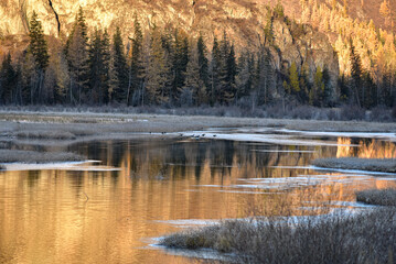 Autumn landscape. Ducks fly along the pond.