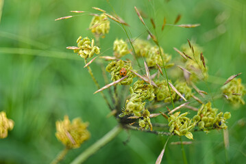 Hog parsnip seeds on which a ladybug crawls.